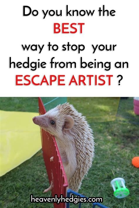 A Hedgehog Checklist: Must-Have Essentials | Hedgehog pet, Hedgehog care, Hedgehog supplies