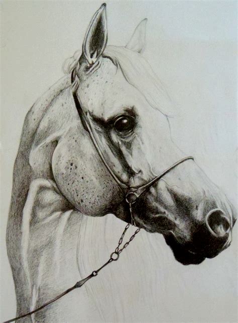 Horse head pencil drawing by Wuillow27 on DeviantArt