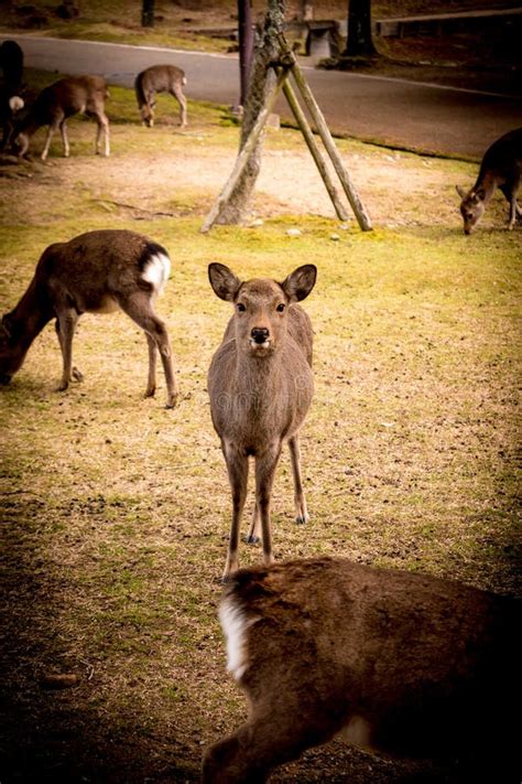 Sika deer at Nara Park stock photo. Image of nature - 139079572