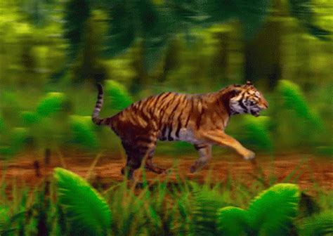 Tiger Forest GIF - Tiger Forest Run - Discover & Share GIFs | Big cats ...