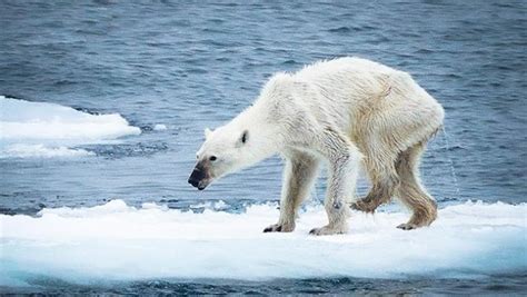 Starving Polar Bear Is the Face of the Future | Green Healthy Life