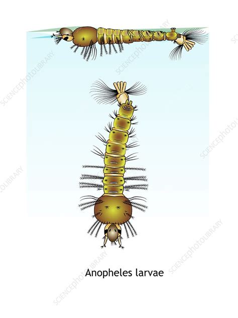 Anopheles mosquito larvae, illustration - Stock Image - C047/1863 ...