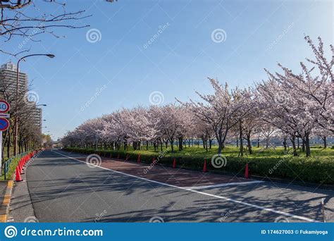 Arakawa River Cherry Blossoms in Japan Tokyo Stock Image - Image of ...