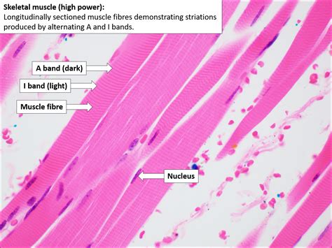 Normal Skeletal Muscle Histology