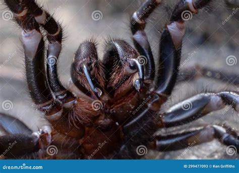 Sydney Funnel Web Spider stock image. Image of atrax - 299477093