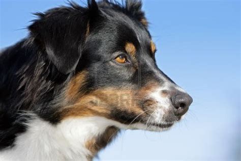 Cute Dogs: Australian shepherd dog