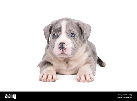 A purebred American Bully or Bulldog pup with blue and white fur lying down isolated on a white ...