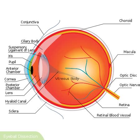 Scotoma | Types, Causes & Examples - Video & Lesson Transcript | Study.com