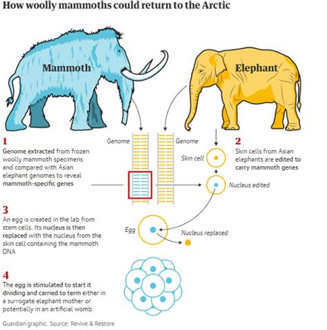 Firm claims will bring back woolly mammoth from extinction