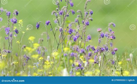 Wild Steppe Flowers. Beauty of Nature with Stems of Blooming Salvia ...