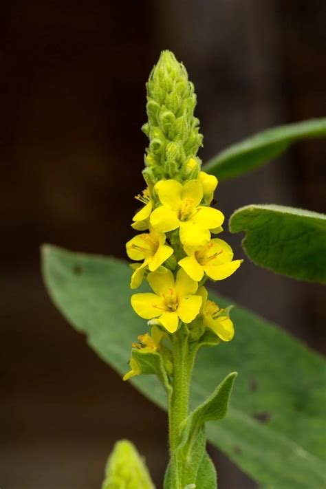 Verbascum Deadheading Info: How To Deadhead Mullein Flower Stalks