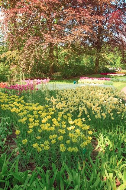 Free Photo | The tulip field in Netherlands