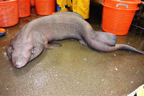 Weird blobfish-looking sofa shark discovered in Scottish waters for ...