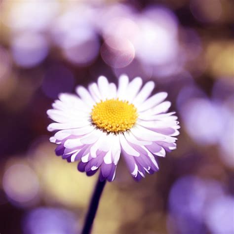 Bokeh flower iPad Wallpapers Free Download