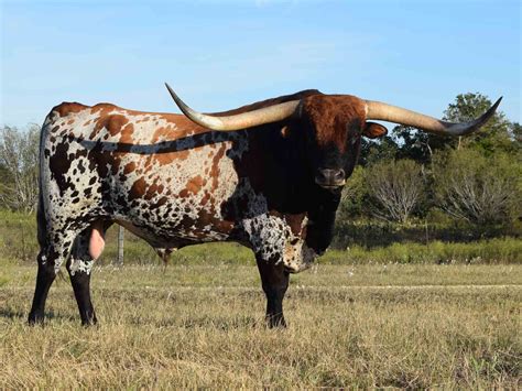 Free photo: Longhorn Bull - Bull, Horns, Texas - Free Download - Jooinn