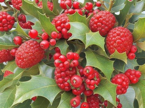 Holly Plant: Cultural Stories, Myths, Symbolism and Meaning - FloristEmpire