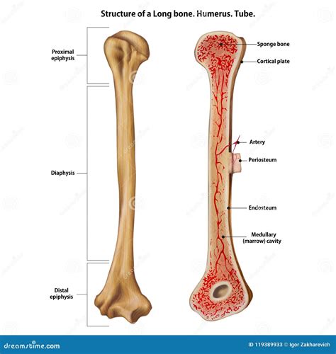 Diagram Of A Long Bone - General Wiring Diagram