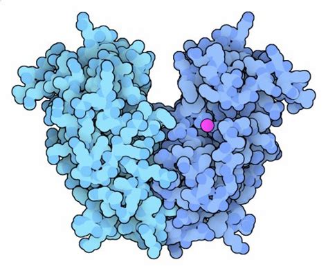 PDB-101: Learn: Structural Biology Highlights: RNase T