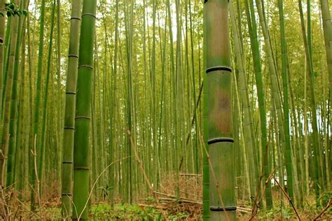 Bamboo plantation | Flickr - Photo Sharing!