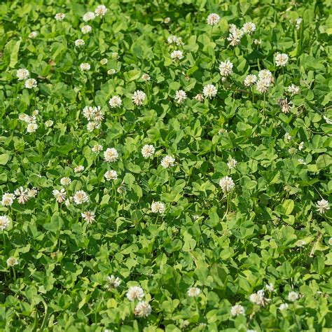 Benefits of Clover in Your Lawn - Cardinal Lawns