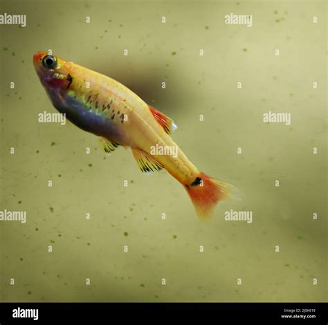 A tetra in a freshwater aquarium Stock Photo - Alamy