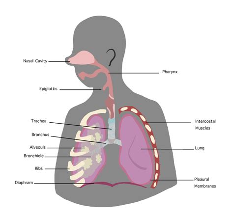 File:Respiratory System.png - Wikimedia Commons