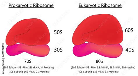 Biological illustration of prokaryotic ribosome and eukaryotic ribosome ...