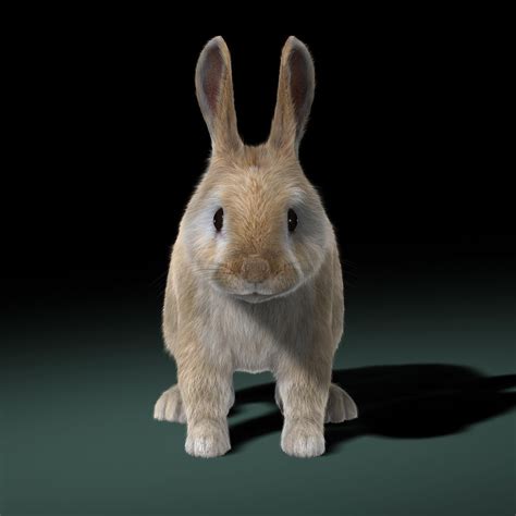 3d model rabbit cream fur animation