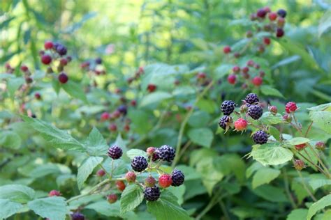 Black Raspberry Bushes