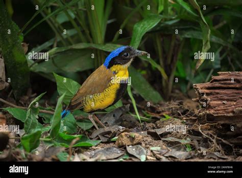 A male Gurney's Pitta rare resident,endemic of Thailand.(Pitta gurneyi ...