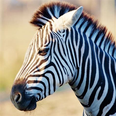The African Zebra - psc.gov.ls