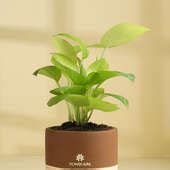 Send Lush Money Plant With Terracotta Pot Online, Price Rs.555 | FlowerAura