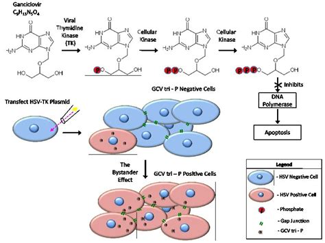 Suicide Gene Therapy by Herpes Simplex Virus-1 Thymidine Kinase (HSV-TK) | IntechOpen