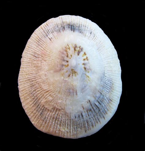 Lottiidae Family of True Limpets | Mexican Shells.org