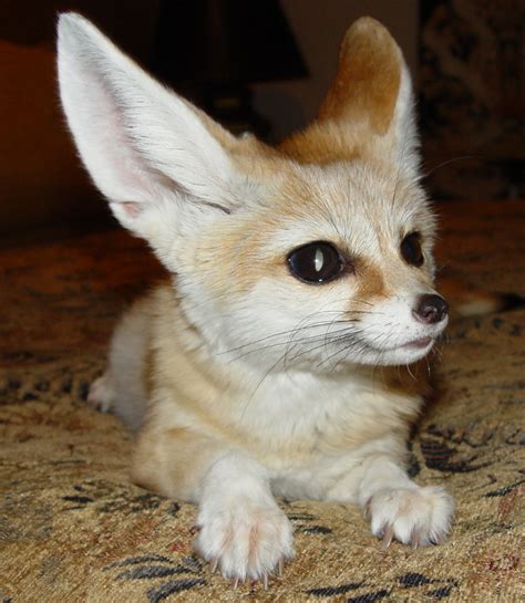 Fennec Fox - Fox Photo (24576626) - Fanpop