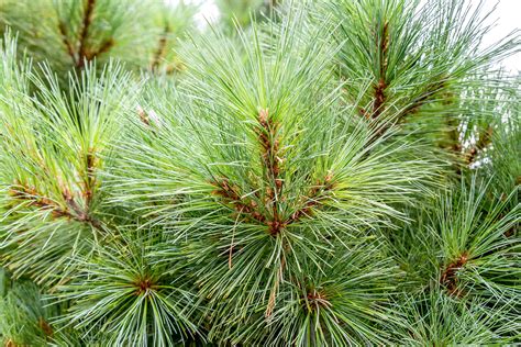 Growing and Caring for Eastern White Pine Trees