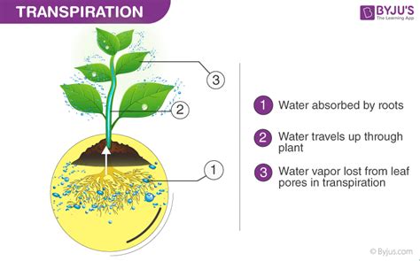 Transpiration