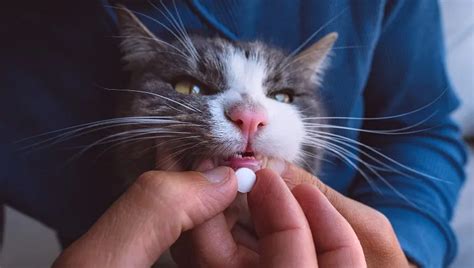 Metronidazole For Cats: How Flagyl Works, Side Effects, And, 47% OFF