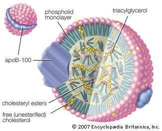 Lipoprotein | Definition, Structure, & Types | Britannica