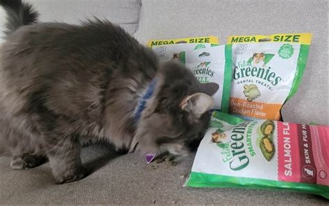 Unbiased Feline Greenies Cat Treats Review - Cats.com