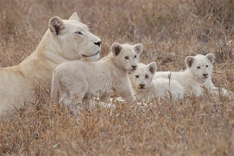 Global White Lion Protection Trust | White Lions FAQ