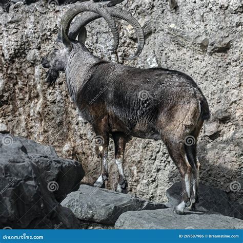 Nubian Ibex Male on the Rock 6 Stock Photo - Image of male, creature ...