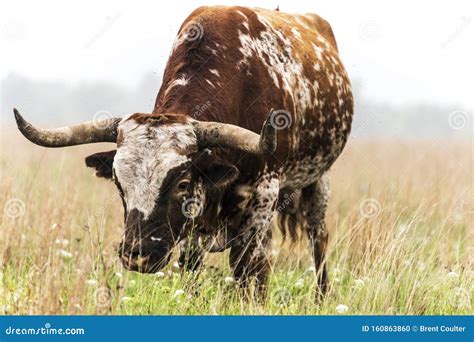 Texas Longhorn Bull stock photo. Image of bull, livestock - 160863860