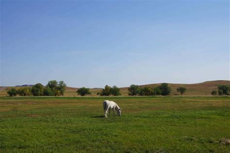 Driving the Custer State Park Wildlife Loop Road - Wandermust Family