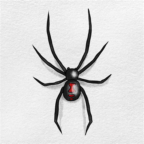 Black Widow Spider Drawing - HelloArtsy