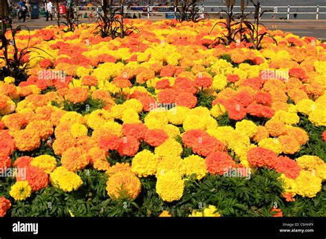 Giant African Marigolds in a large flowerbed Stock Photo - Alamy