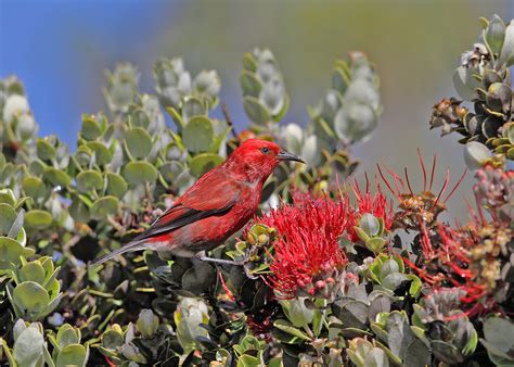 Time is running out: Maui’s forest birds will go extinct without action ...