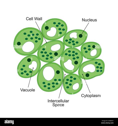 Parenchyma Cells Examples