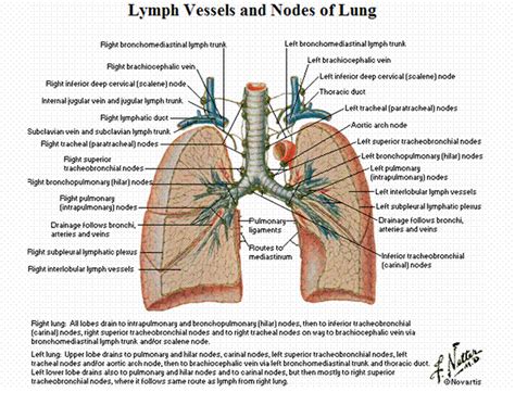 MBBS Medicine (Humanity First): Lymph Vessels and Nodes of Lung