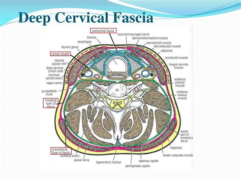 PPT - CLINICAL POINTS OF HEAD AND NECK PowerPoint Presentation, free download - ID:2314696